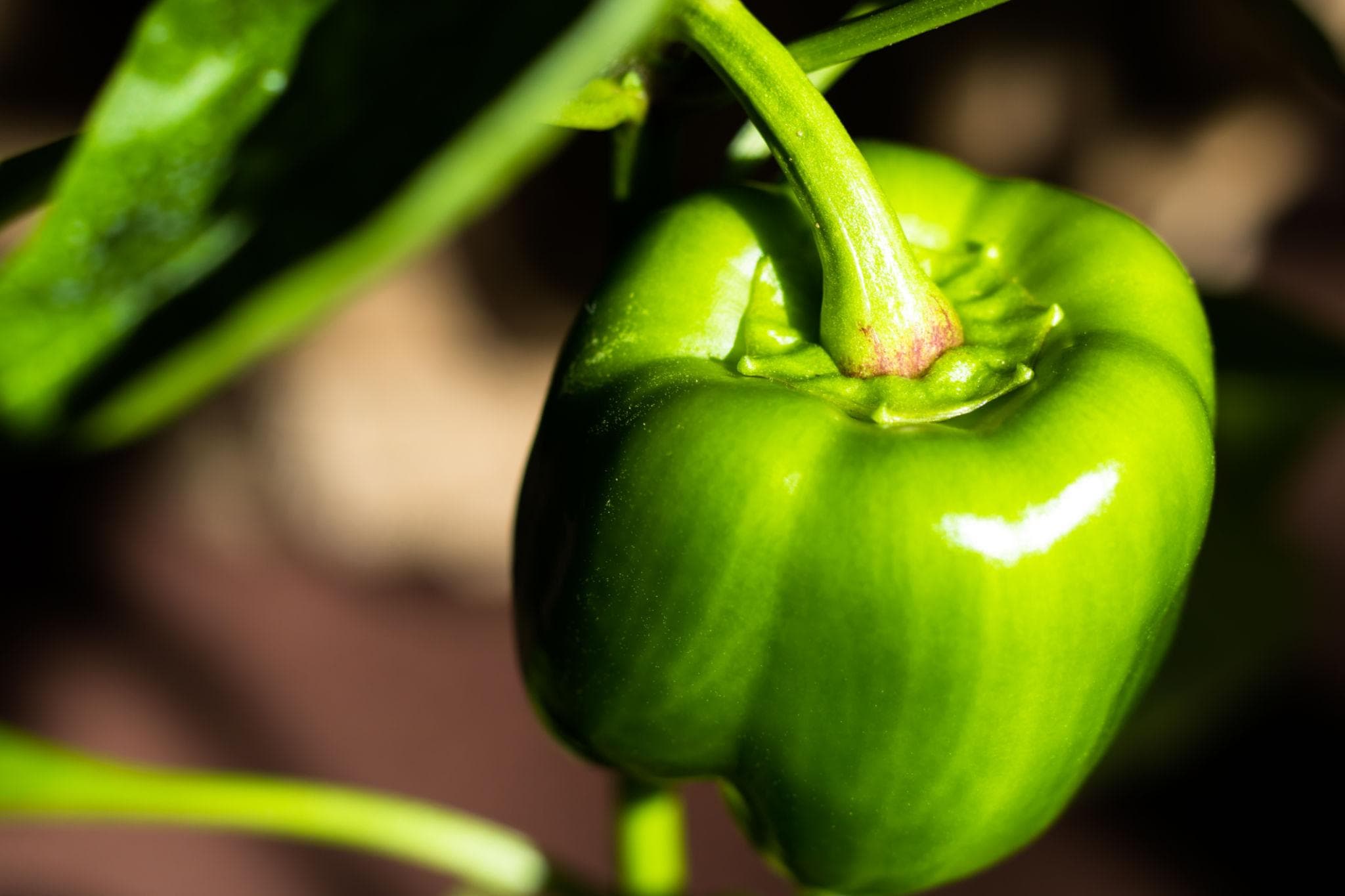 Foto de Pimiento Capsicum annuum