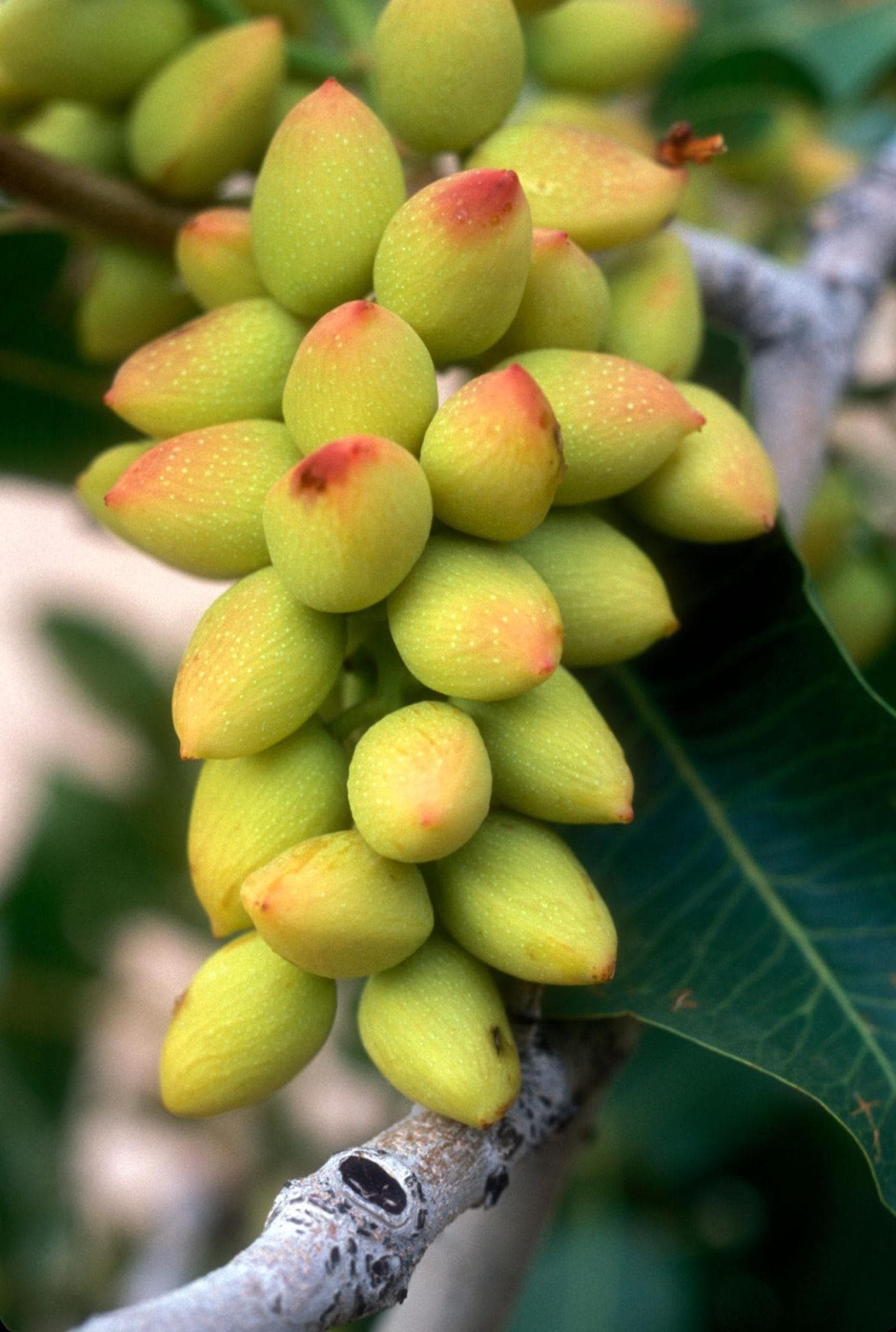 Foto de Pistachero Pistacia vera