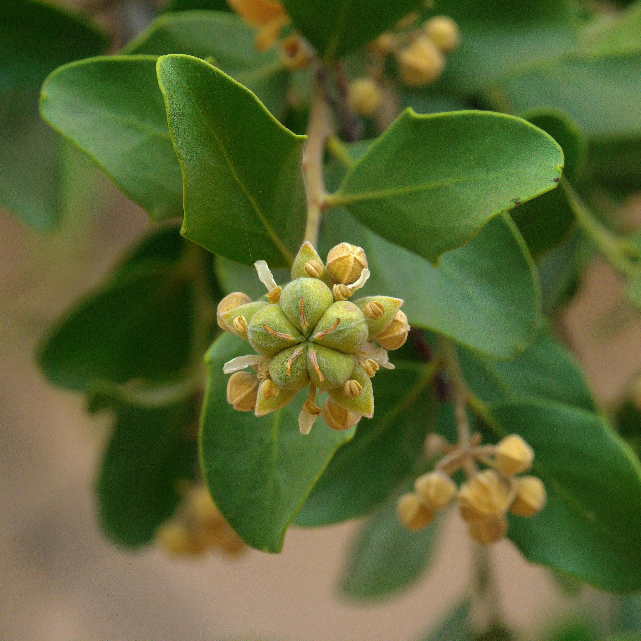 Foto de Quillay Quillaja saponaria