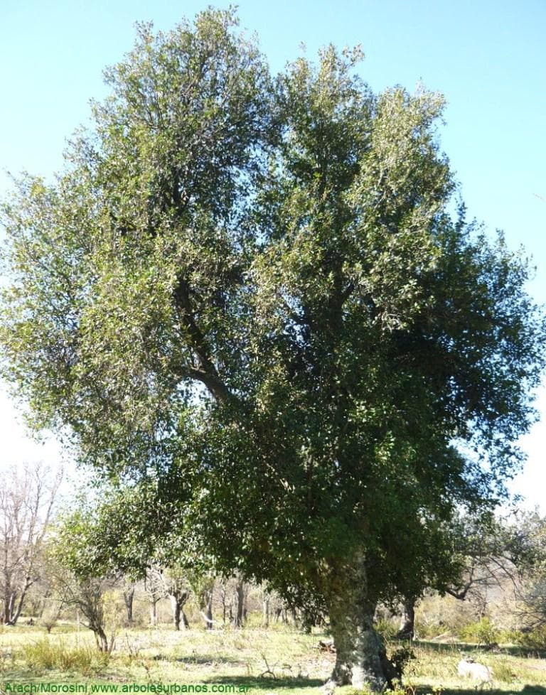 Foto de Radal Lomatia hirsuta