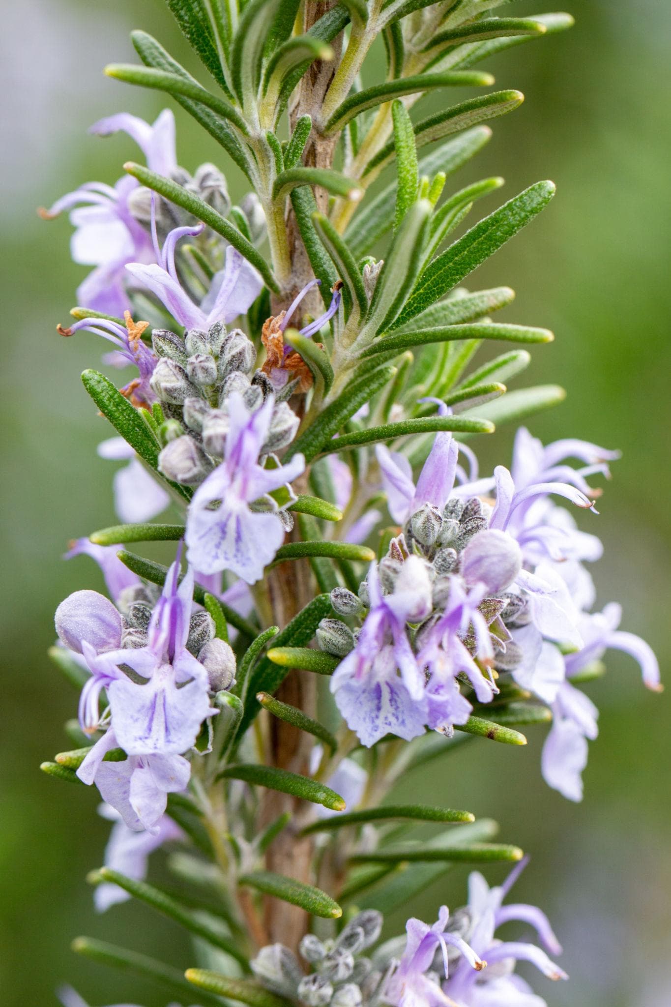 Foto de Romero Salvia rosmarinus