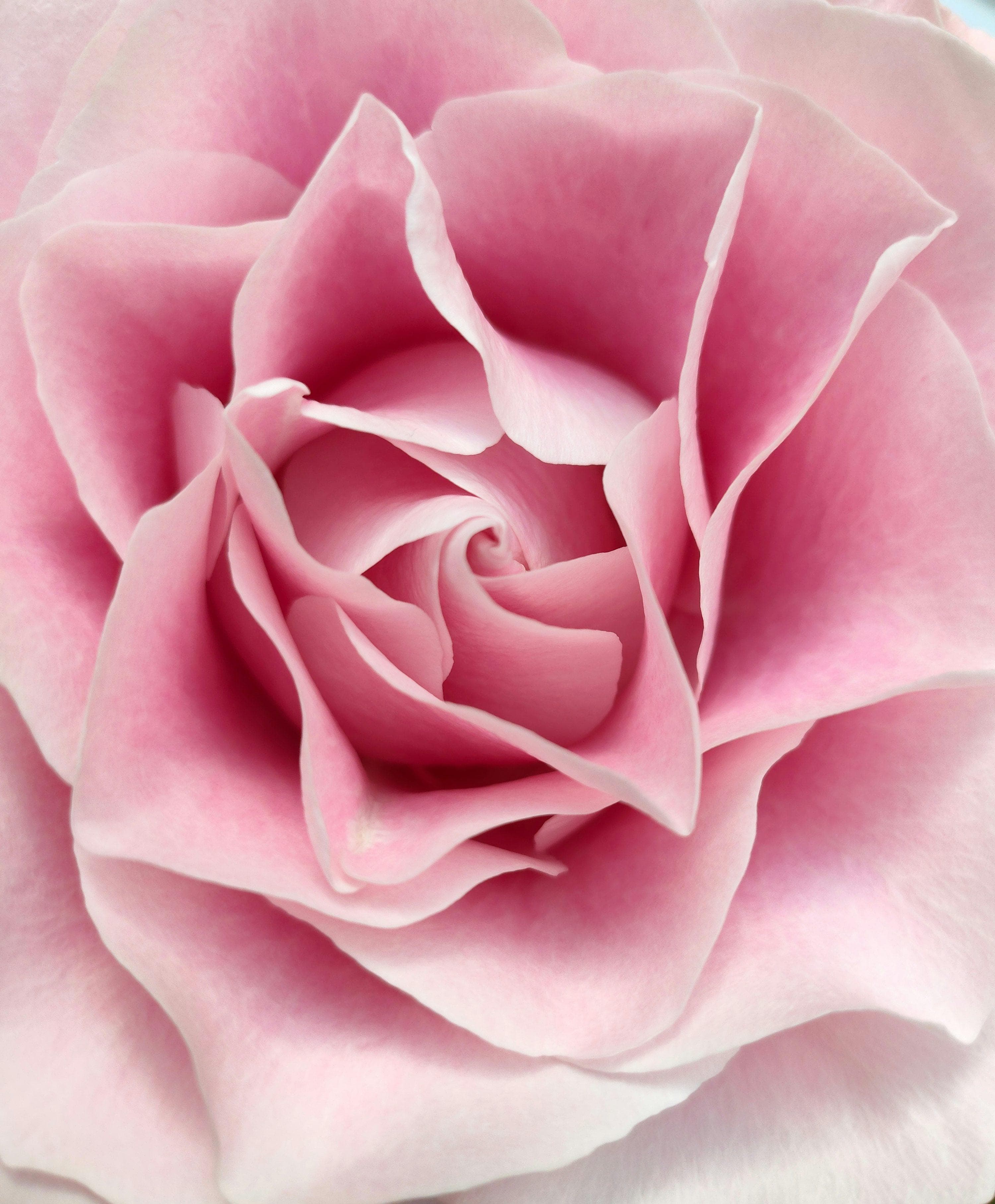 Foto de Rosa Rosa spp.