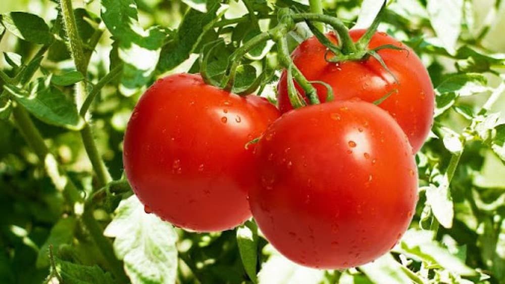 Foto de Tomate Cal Ace