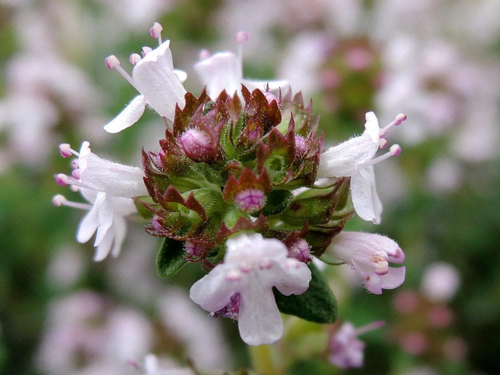 Foto de Tomillo Thymus vulgaris