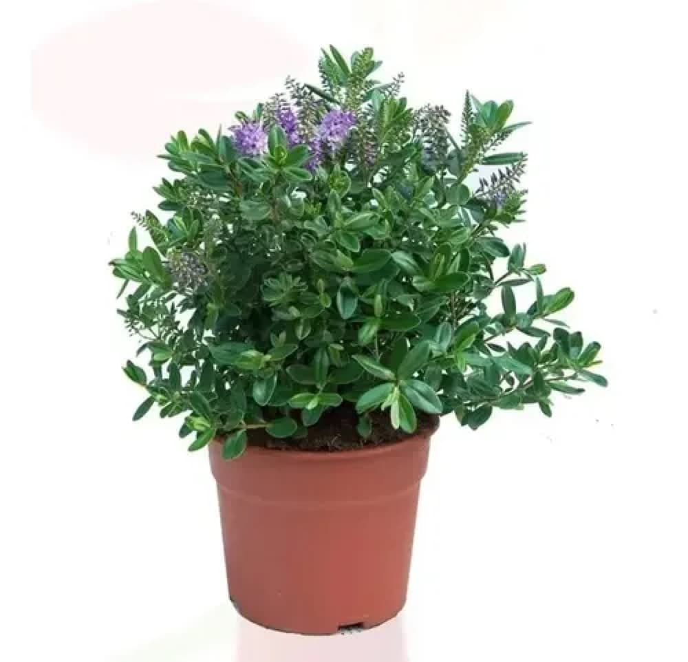 Foto de Verónica Spicata