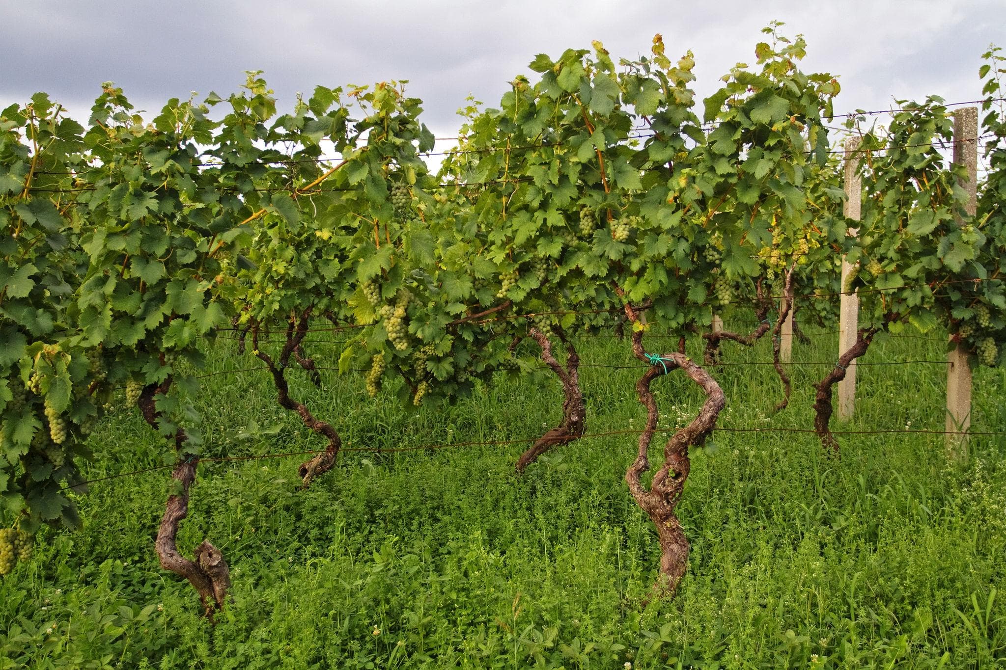 Foto de Vid / Parra Vitis vinifera