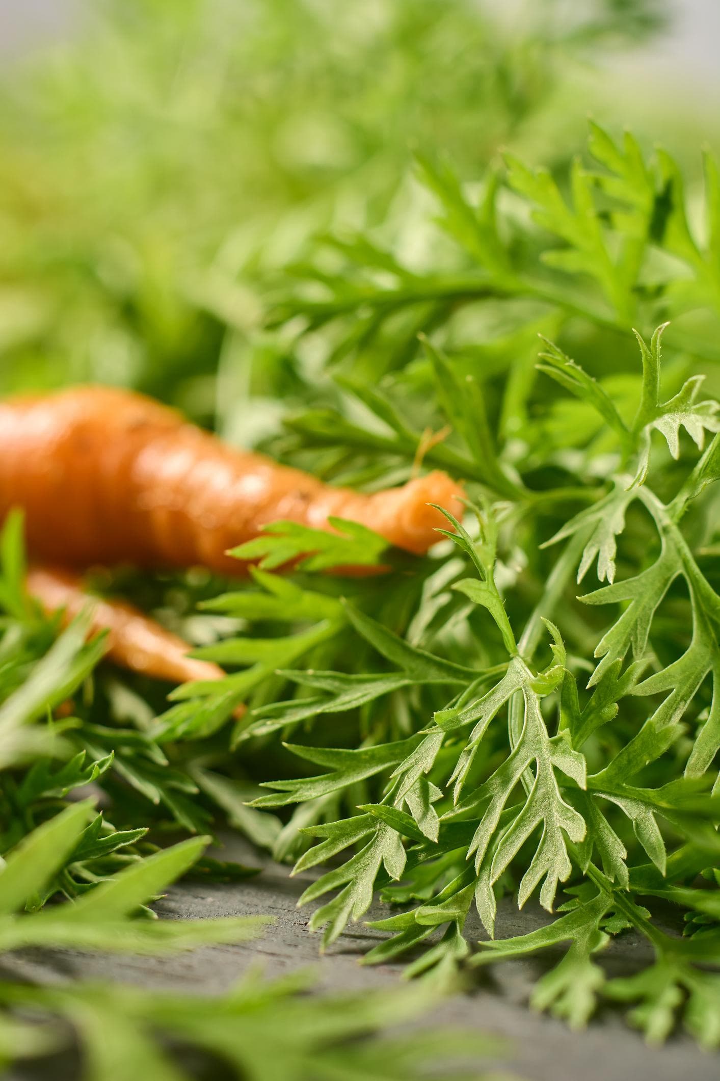 Foto de Zanahoria Daucus carota